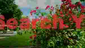 vibrant bougainvillea in serene urban park
