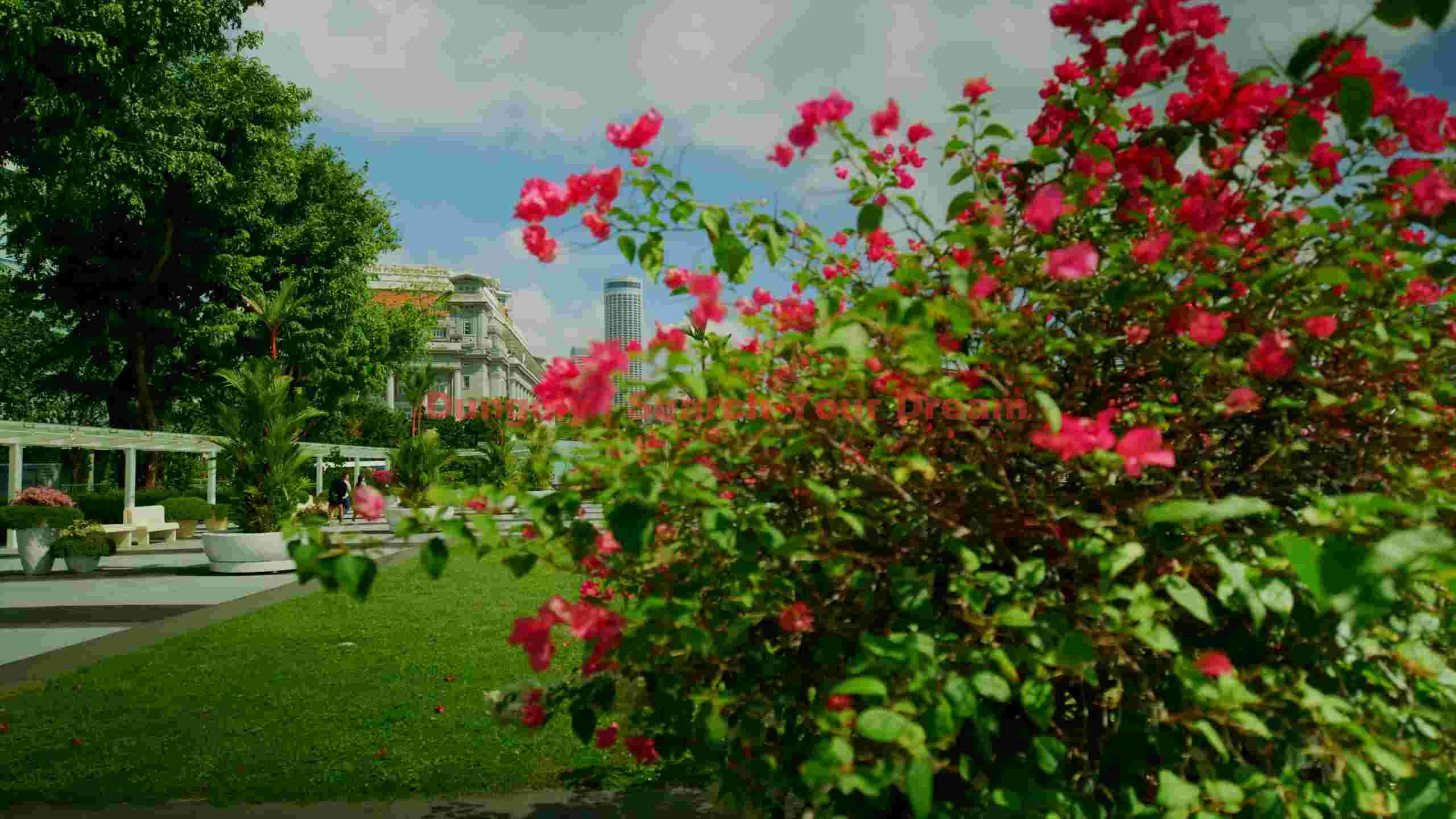 vibrant bougainvillea in serene urban park vibrant bougainvillea in serene urban park