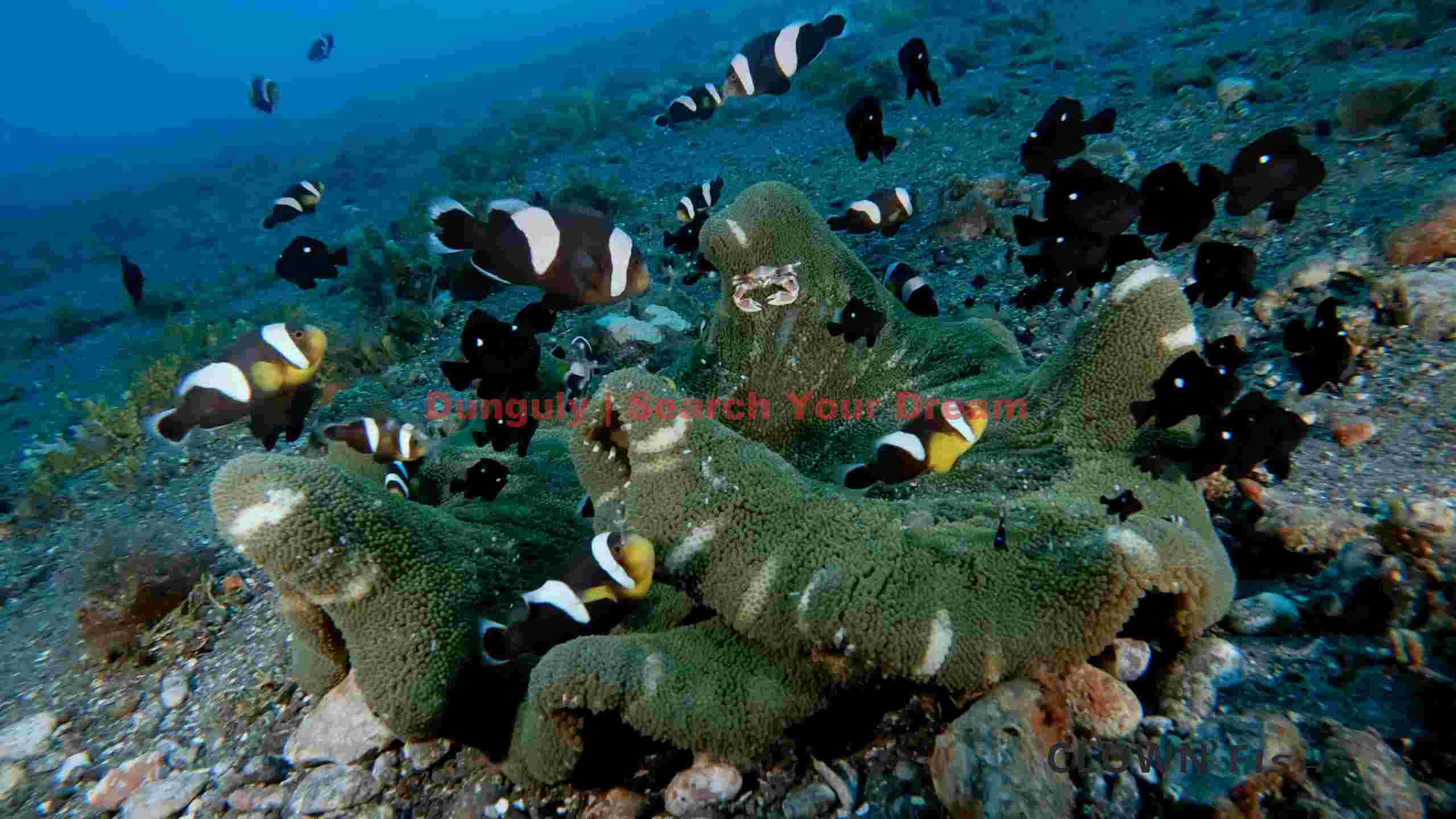 vibrant clownfish anemone ecosystem vibrant clownfish anemone ecosystem