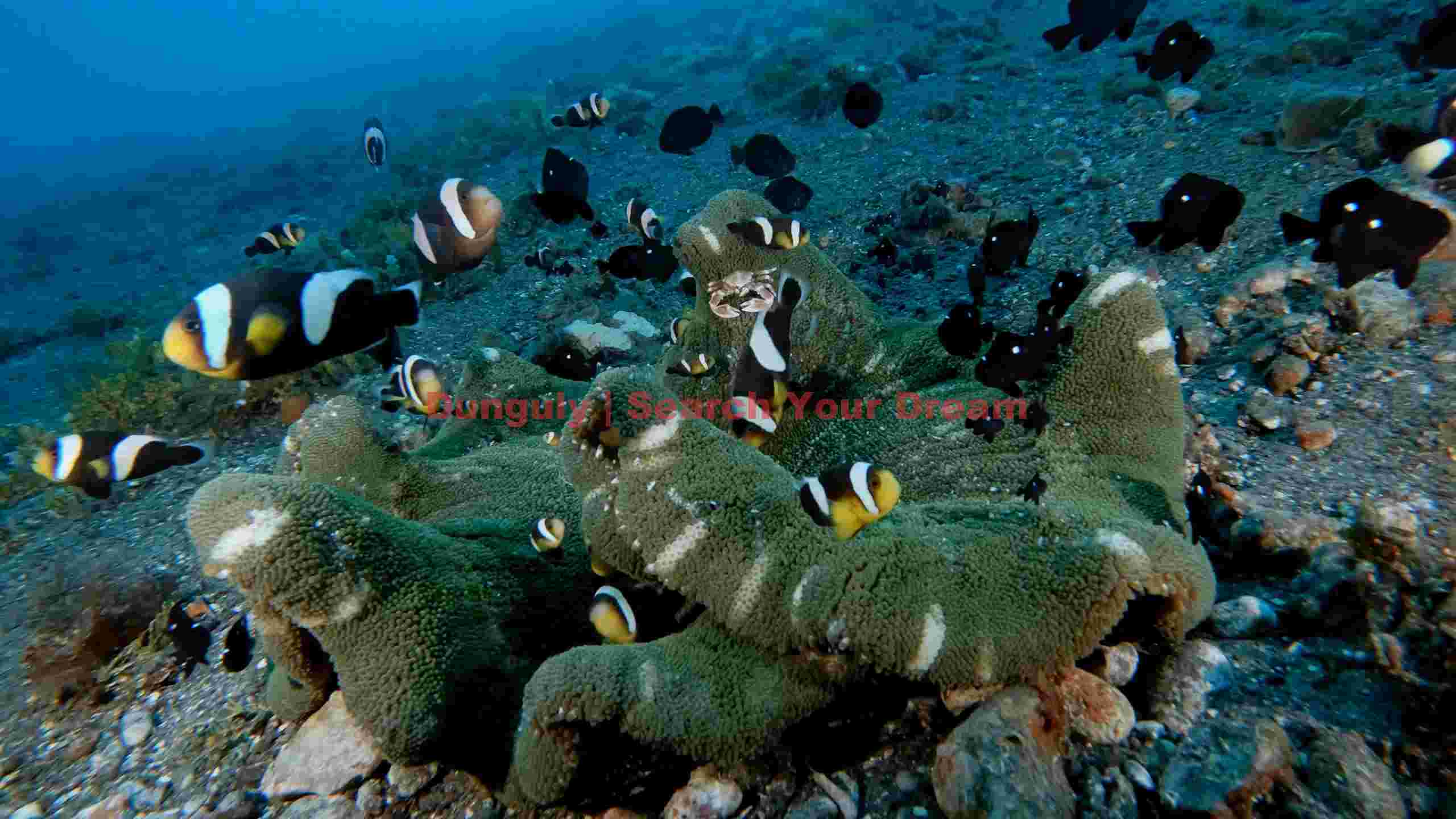 vibrant clownfish and friends in coral reef vibrant clownfish and friends in coral reef