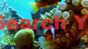 vibrant clownfish in bubble tip anemone