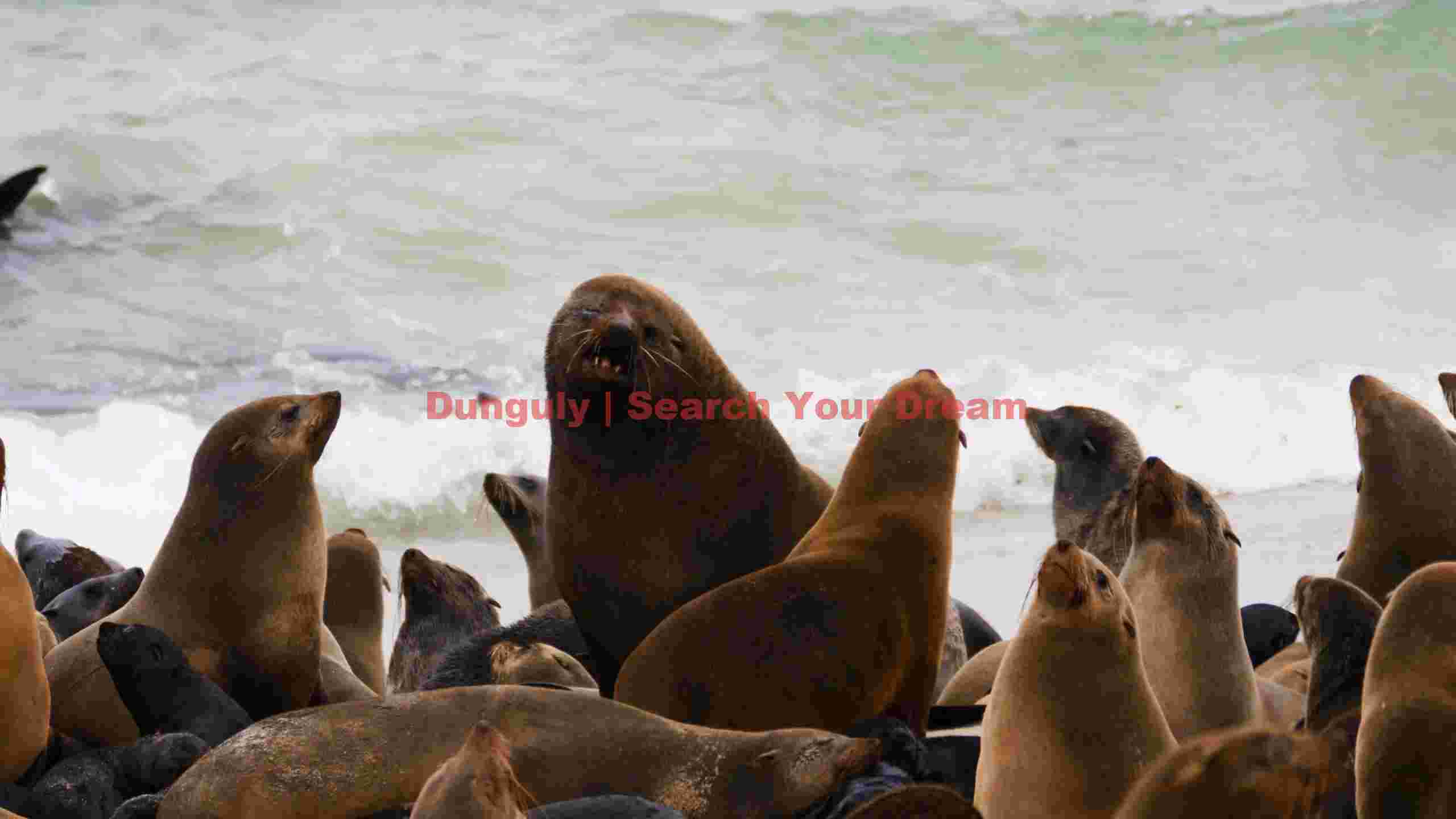 vibrant colony of fur seals on ocean shore vibrant colony of fur seals on ocean shore