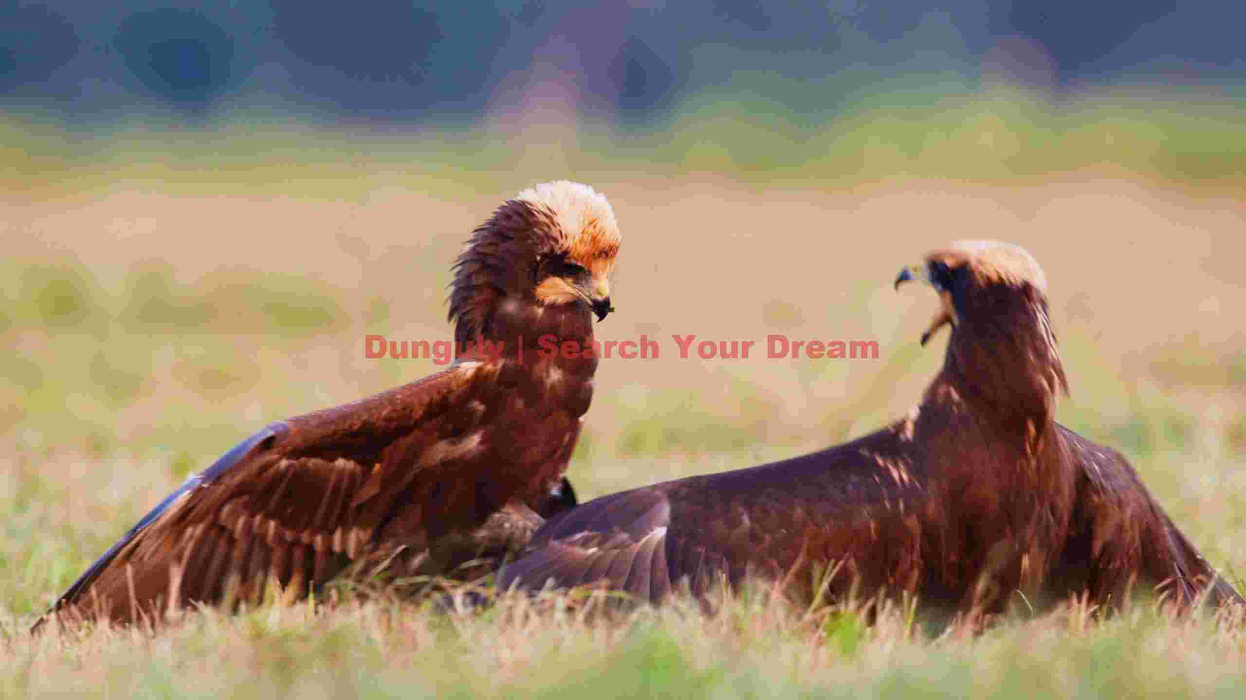 vibrant encounter two brown kites in a grassy field vibrant encounter two brown kites in a grassy field