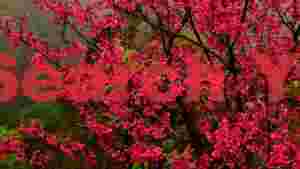 vibrant fuchsia cherry blossoms in misty bloom
