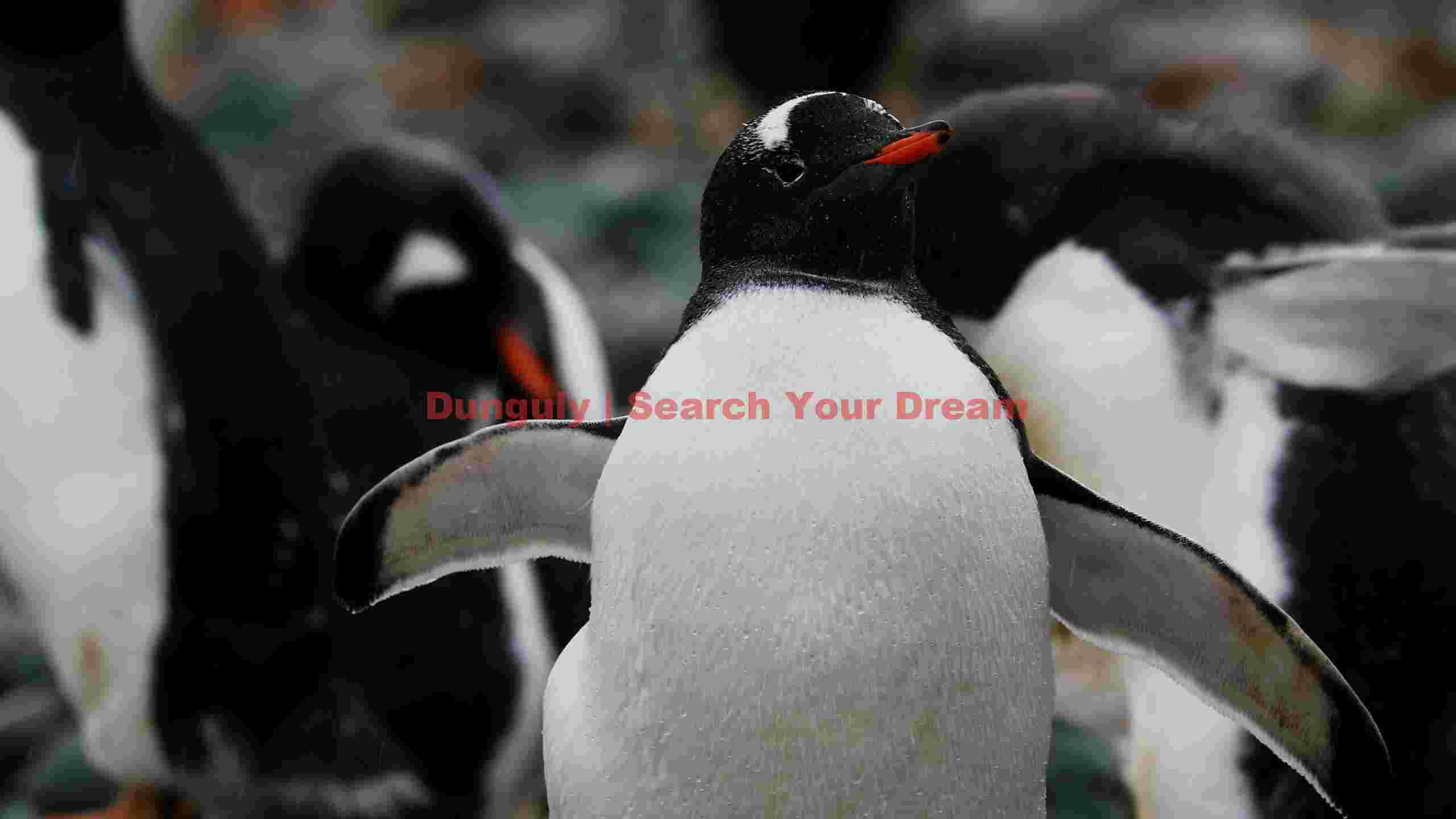 vibrant gentoo penguin close up vibrant gentoo penguin close up