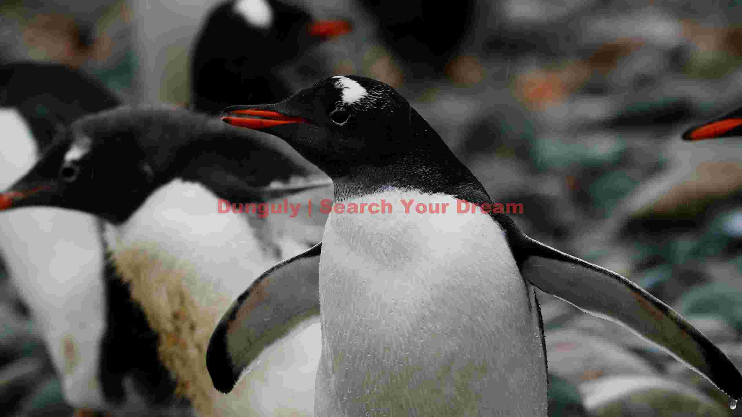 vibrant gentoo penguin in antarctica vibrant gentoo penguin in antarctica