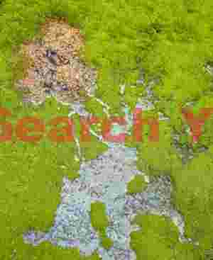 vibrant green moss and textured stone abstract