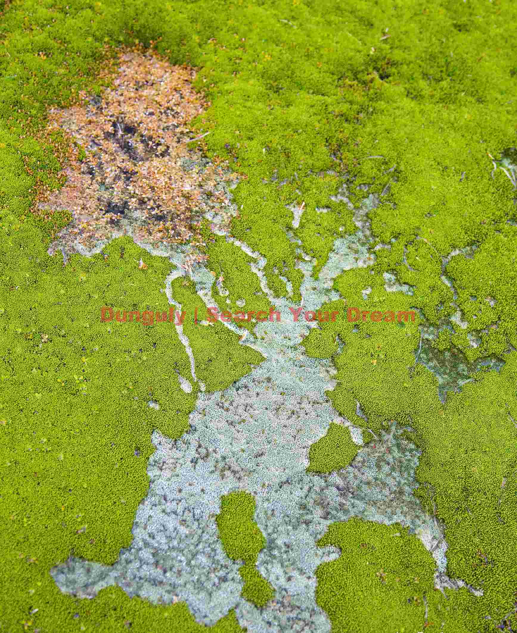 vibrant green moss and textured stone abstract vibrant green moss and textured stone abstract