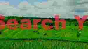 At Home vibrant green rice terraces landscape
