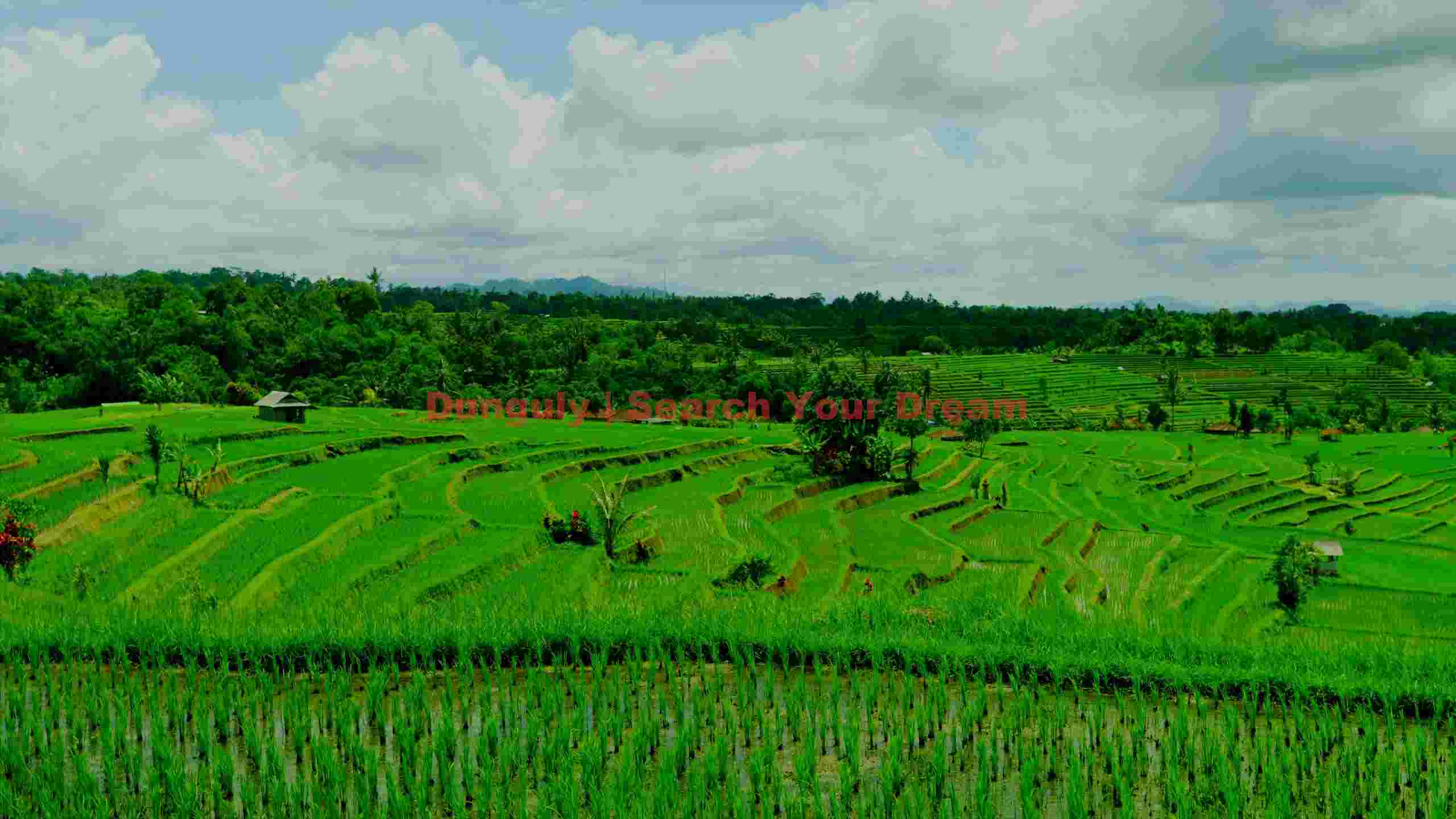 vibrant green rice terraces landscape vibrant green rice terraces landscape