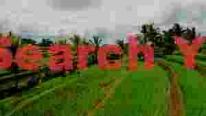 At Home vibrant green rice terraces with tropical palms