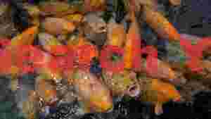 vibrant koi fish feeding frenzy