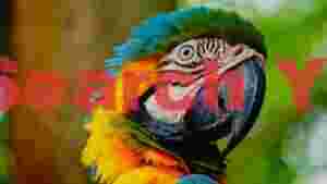 At Home vibrant macaw portrait