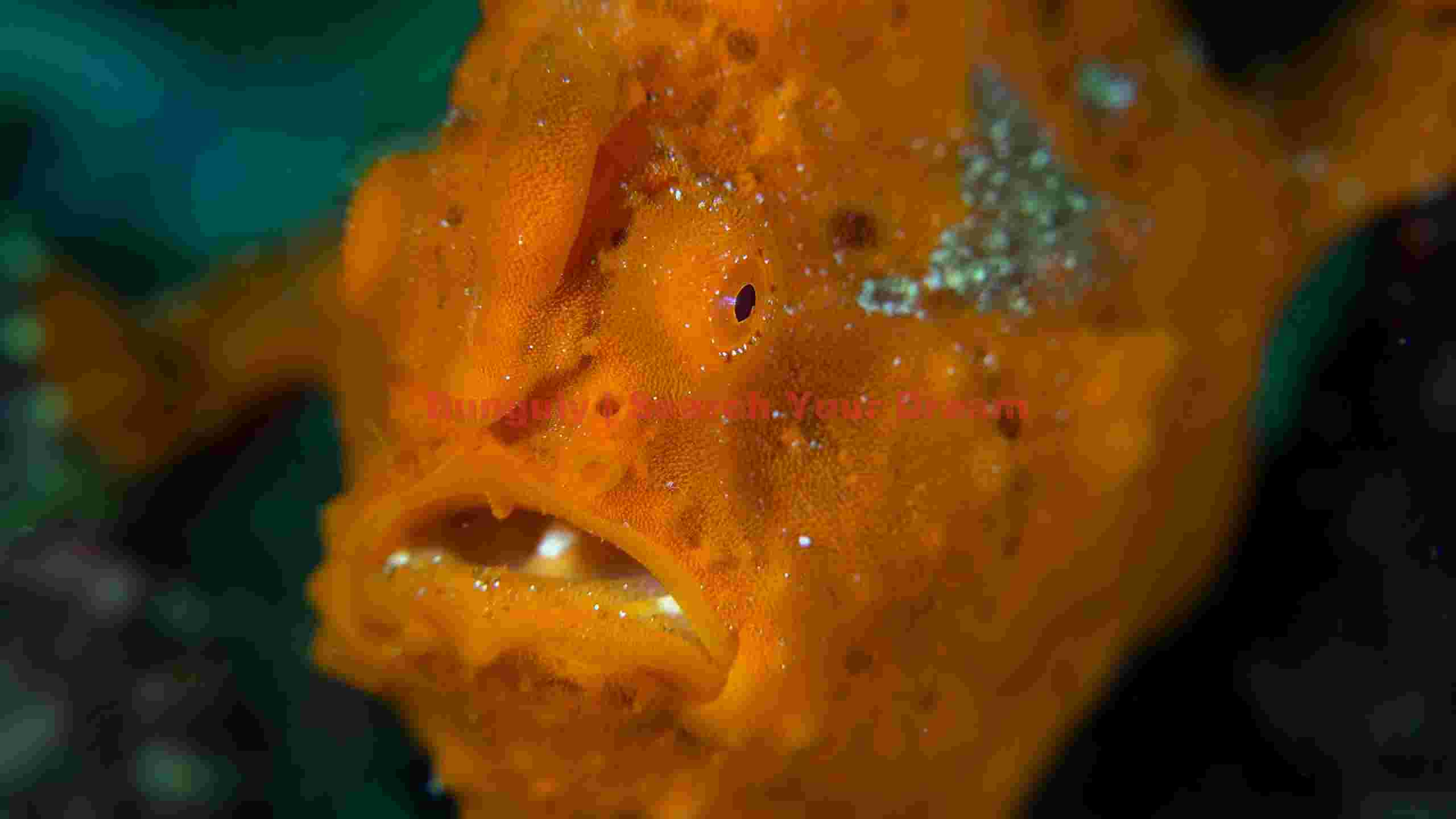vibrant orange frogfish portrait vibrant orange frogfish portrait