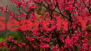 vibrant pink cherry blossoms in bloom