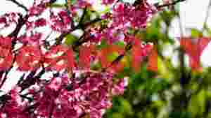 vibrant pink cherry blossoms in sunlight
