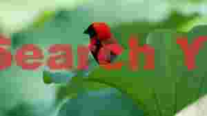 vibrant red headed weaver bird on lotus leaf