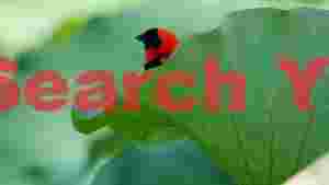 vibrant red weaver bird peeking from green lotus leaf