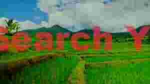 vibrant rice terraces and misty mountains