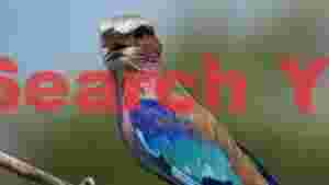 At Home vibrant roller birds call