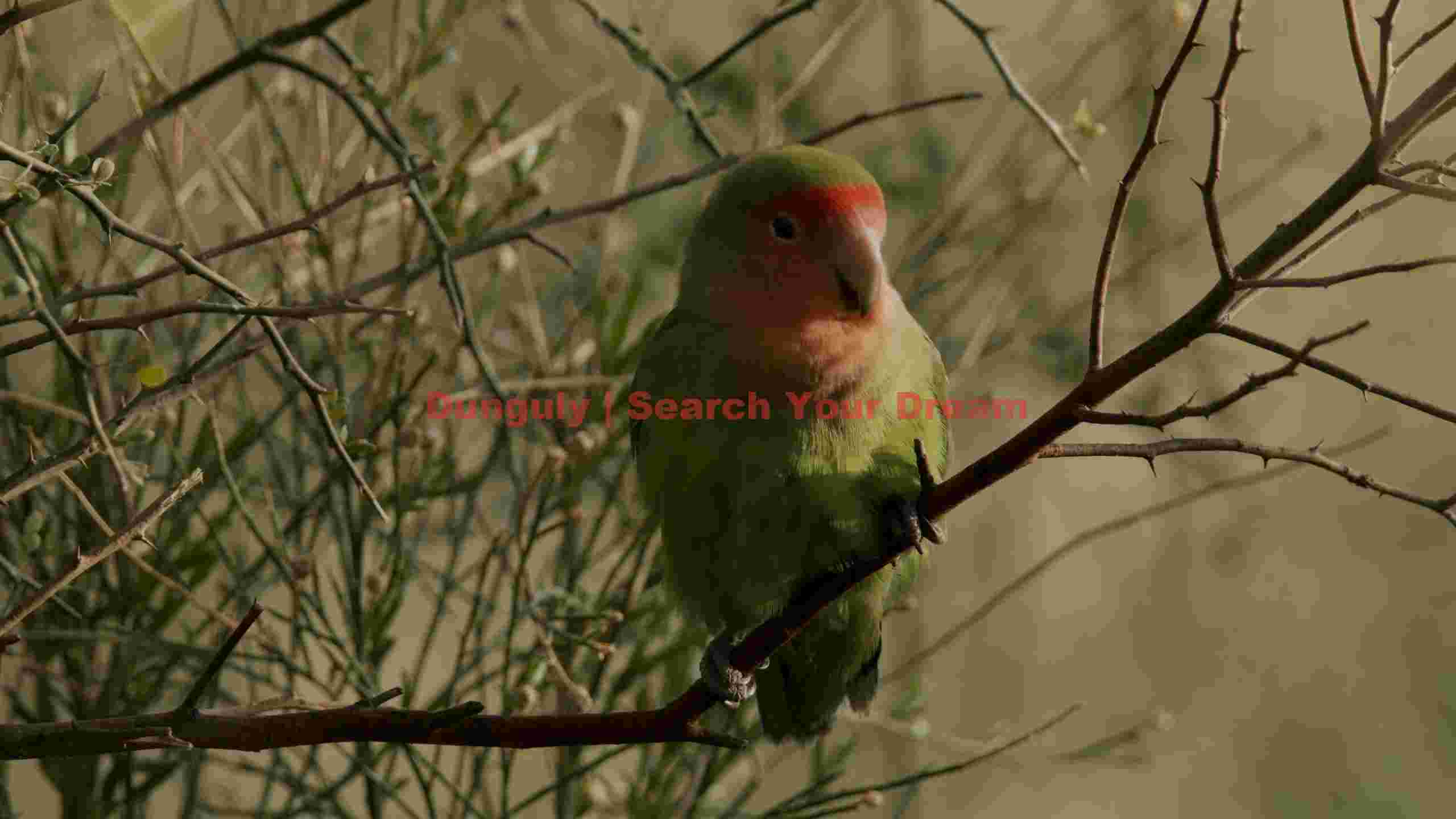 vibrant rosy faced lovebird on thorny branch vibrant rosy faced lovebird on thorny branch