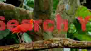 vibrant scarlet ibis perched on branch