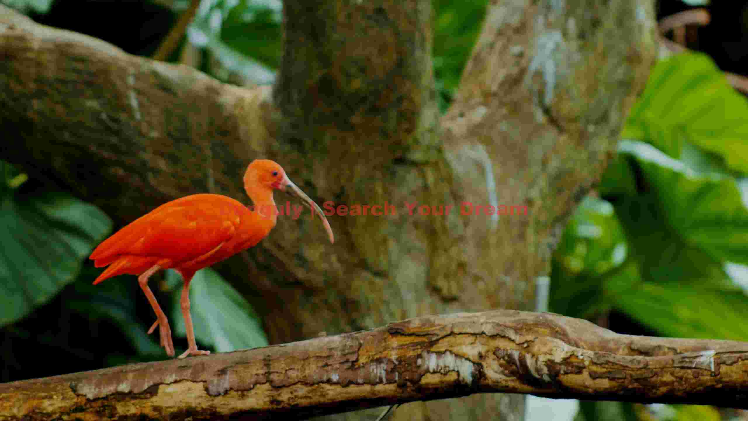 vibrant scarlet ibis perched on branch vibrant scarlet ibis perched on branch