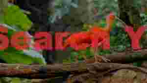 vibrant scarlet ibises perched on jungle branch