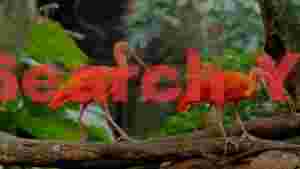 vibrant scarlet ibises on branch