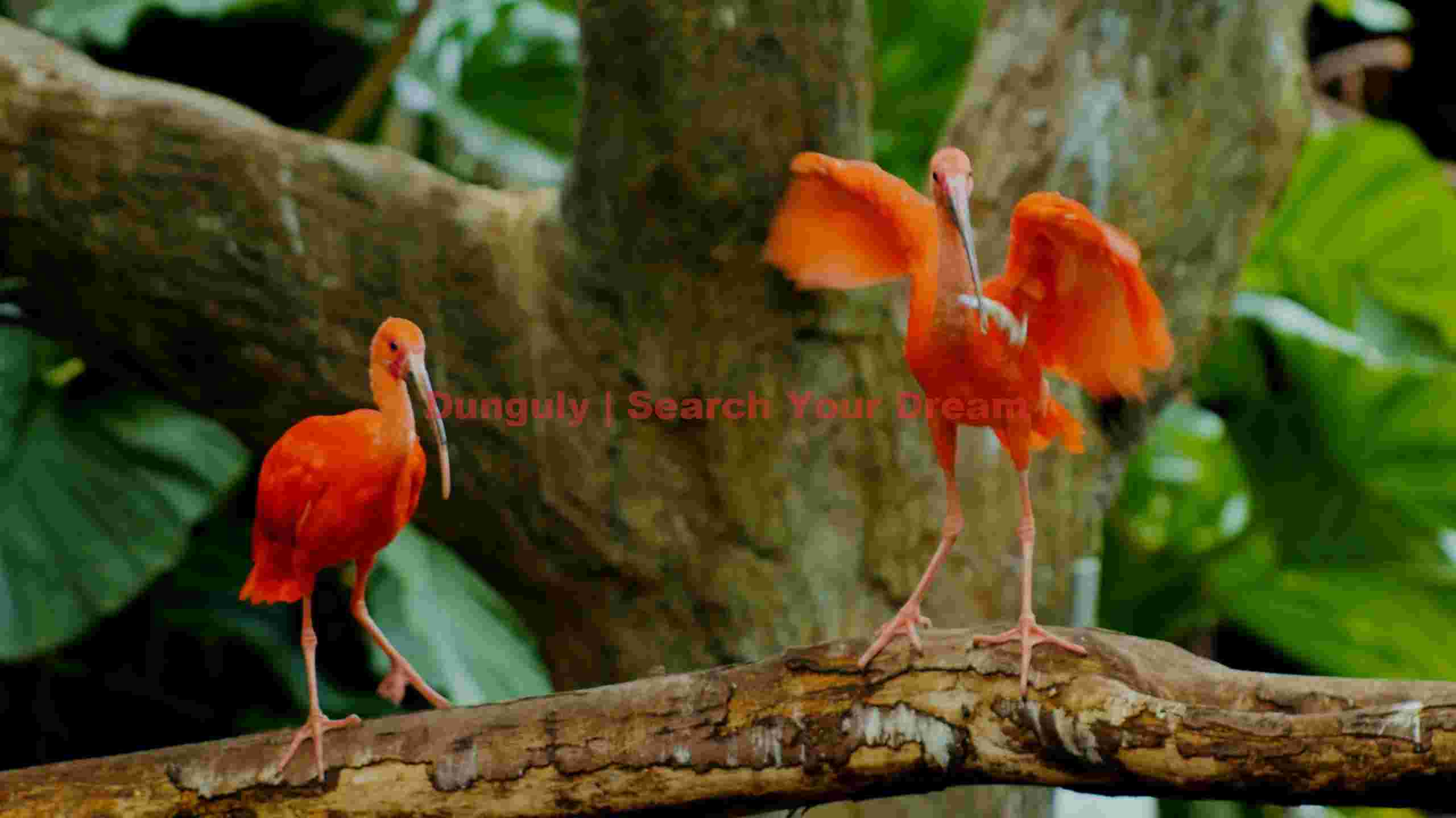 vibrant scarlet ibises on a tropical branch vibrant scarlet ibises on a tropical branch