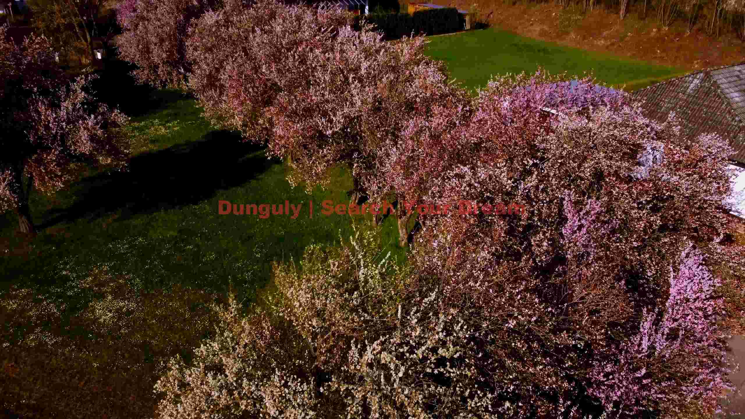 vibrant spring blossom lane aerial view vibrant spring blossom lane aerial view