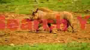 vibrant warthog trot in the savannah