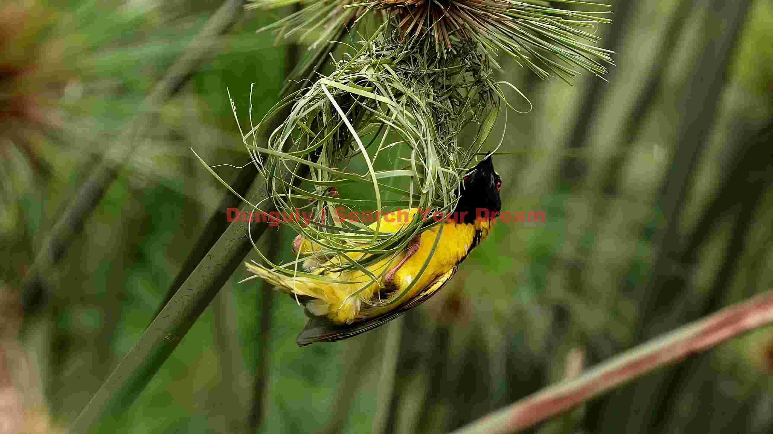 vibrant weaver bird building intricate nest vibrant weaver bird building intricate nest