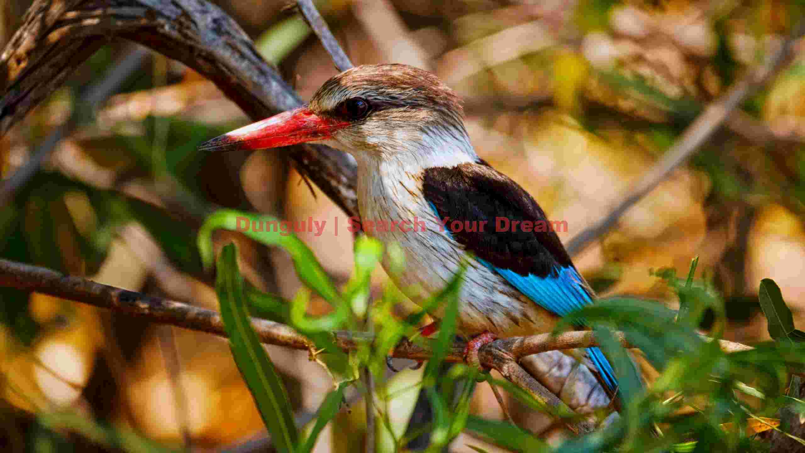 vibrant woodland kingfisher on branch vibrant woodland kingfisher on branch