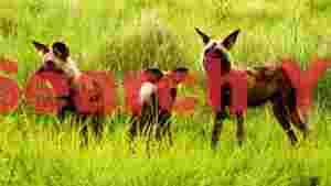vigilant african wild dogs in lush savannah