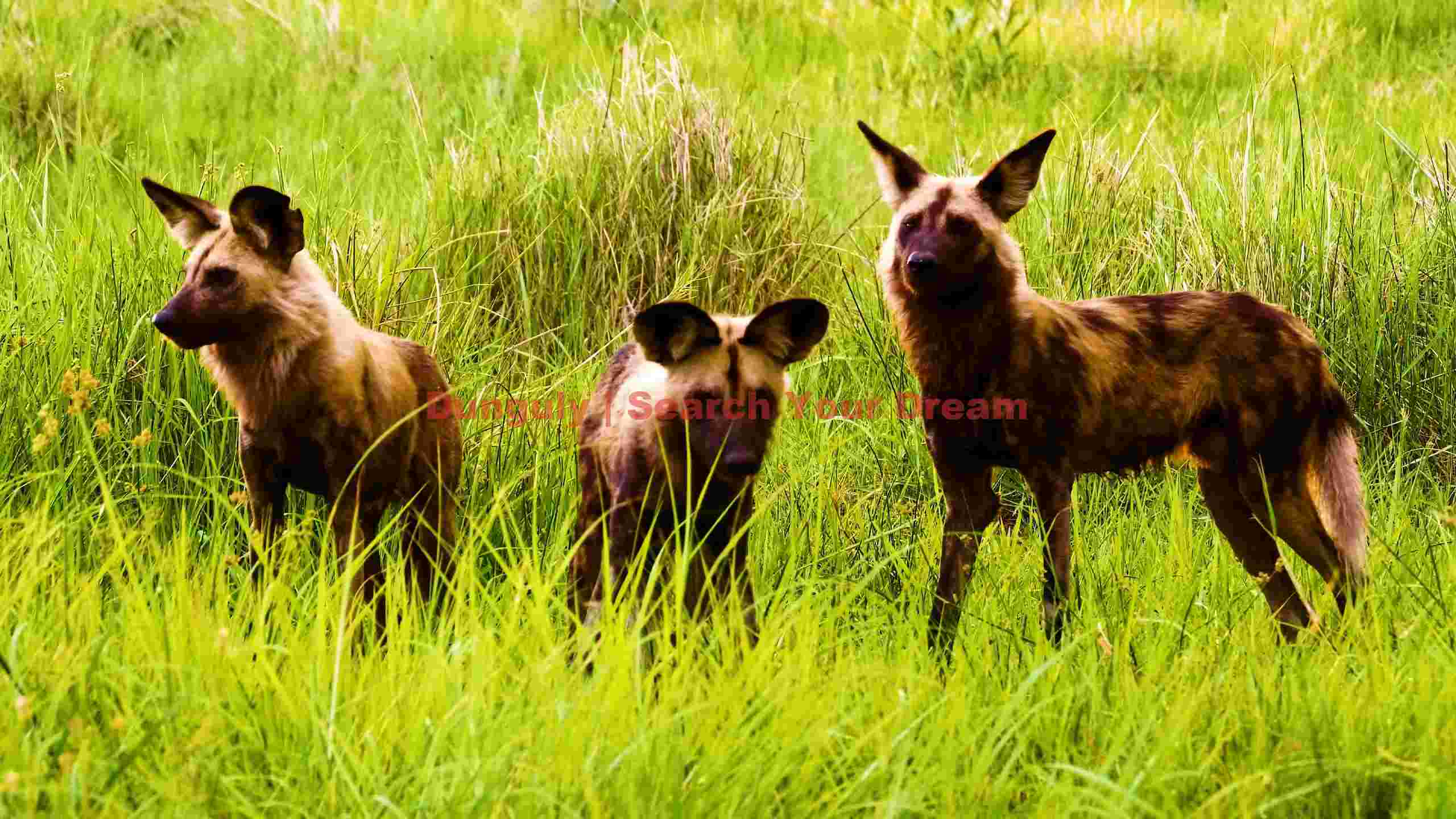 vigilant african wild dogs in lush savannah vigilant african wild dogs in lush savannah