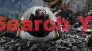 vigilant gentoo penguin on rocky nest