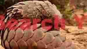 vigilant pangolins scaly embrace