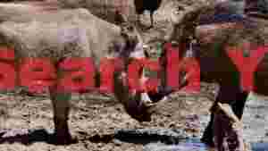 warthog affection at the watering hole