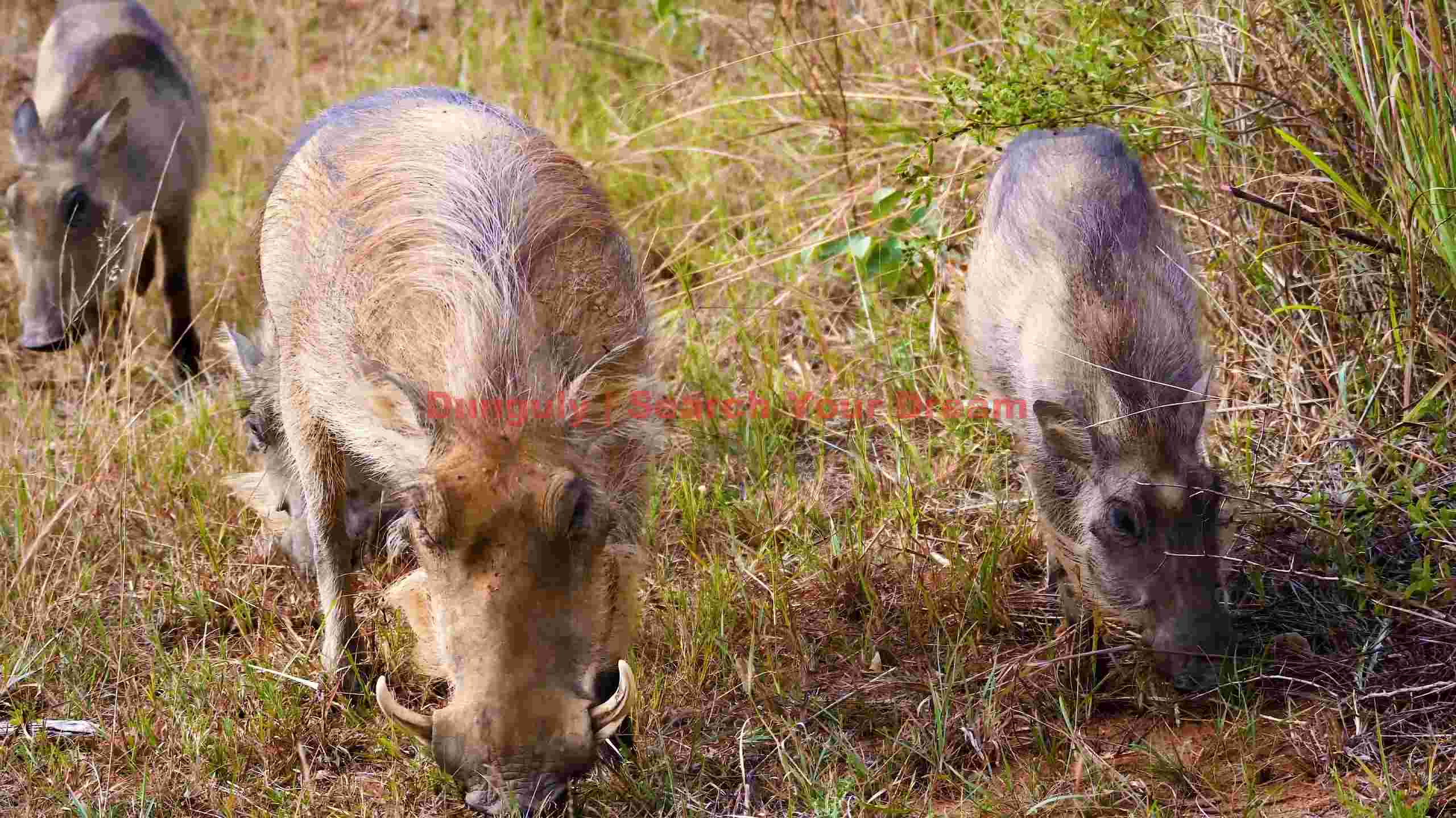 warthog family foraging in the savannah warthog family foraging in the savannah