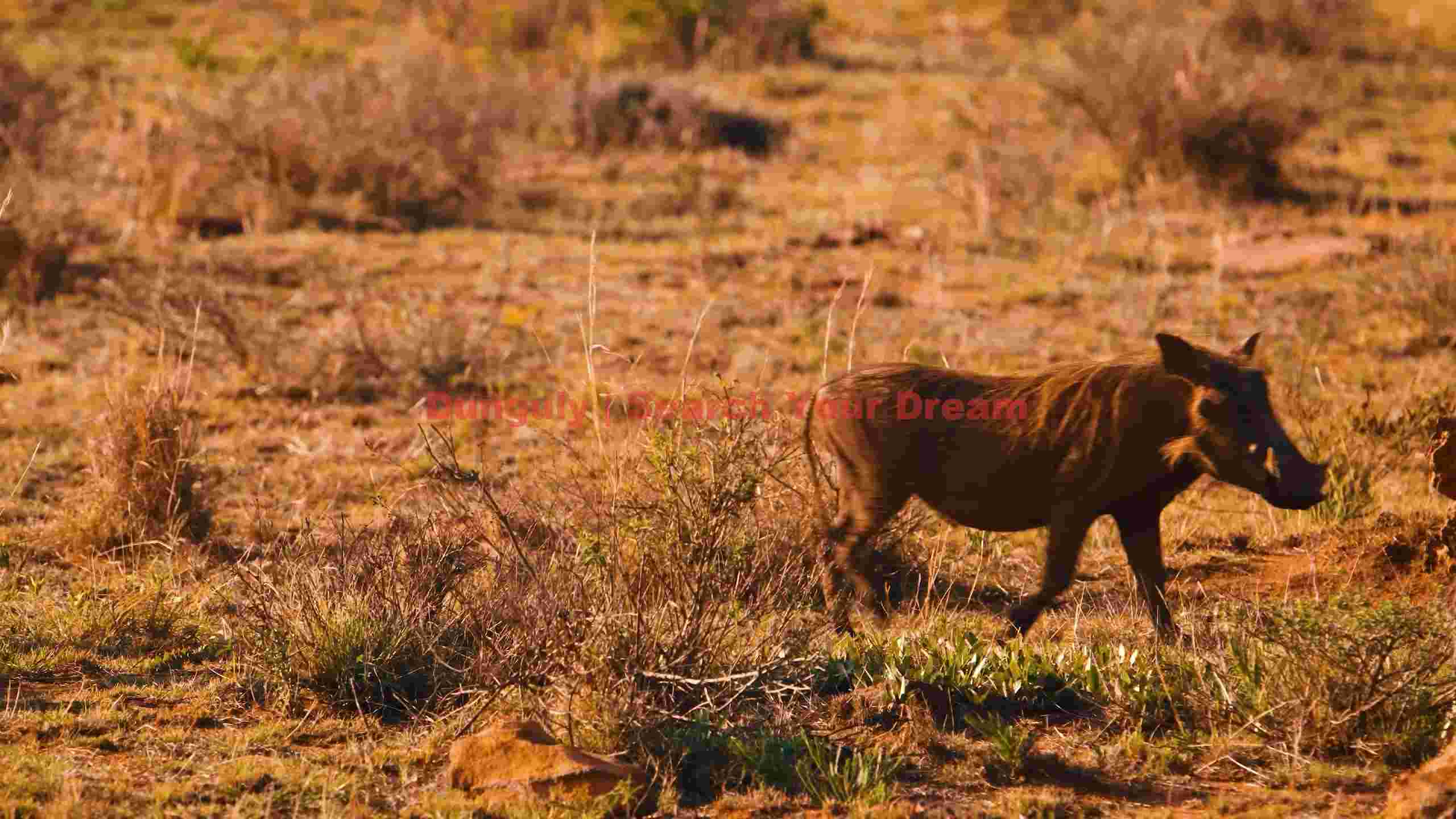 warthog in golden african savanna warthog in golden african savanna