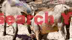 warthogs interacting in the wild