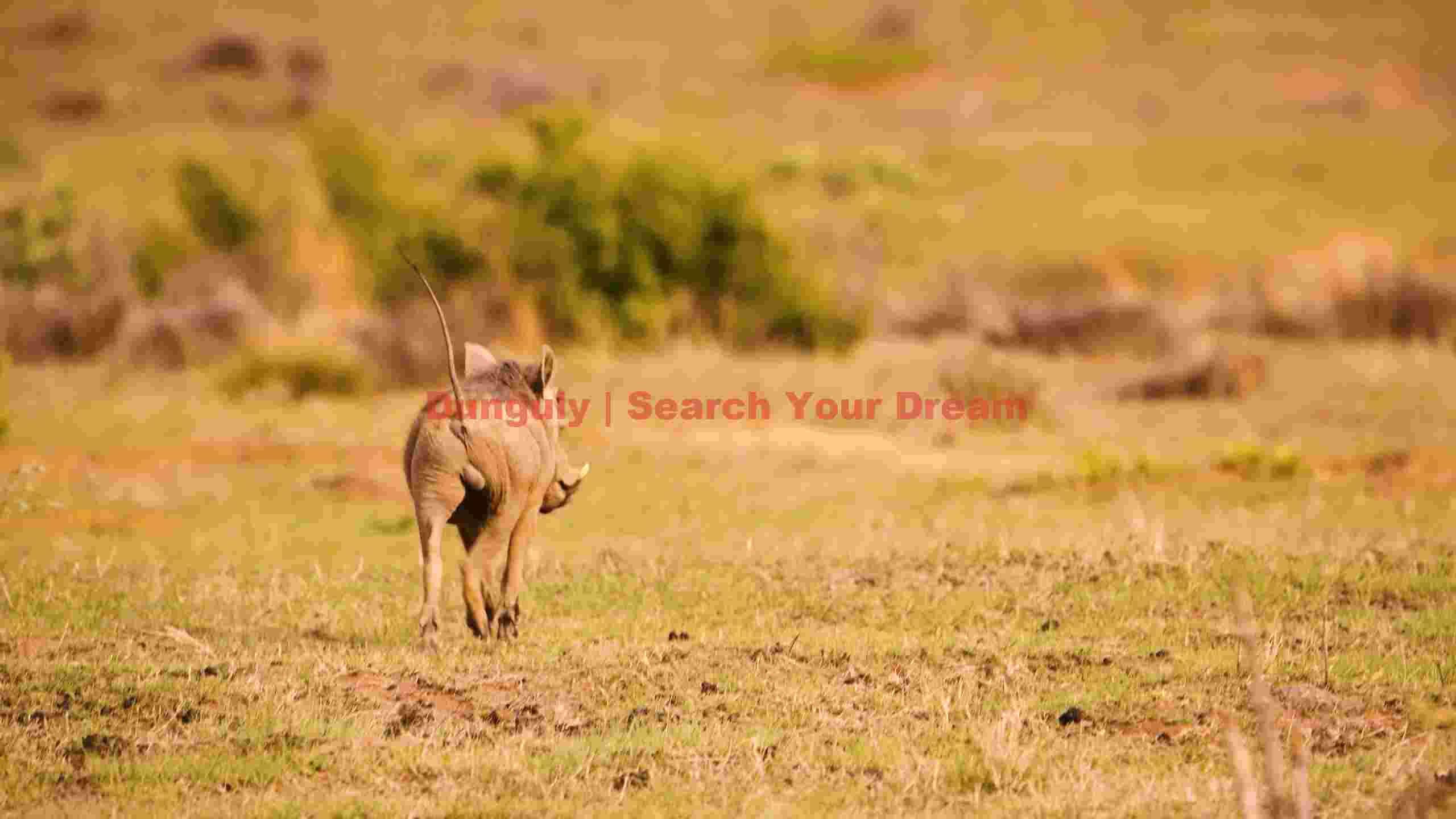 warthogs tail up retreat across the savanna warthogs tail up retreat across the savanna
