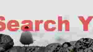 watchful arctic tern on antarctic rocks