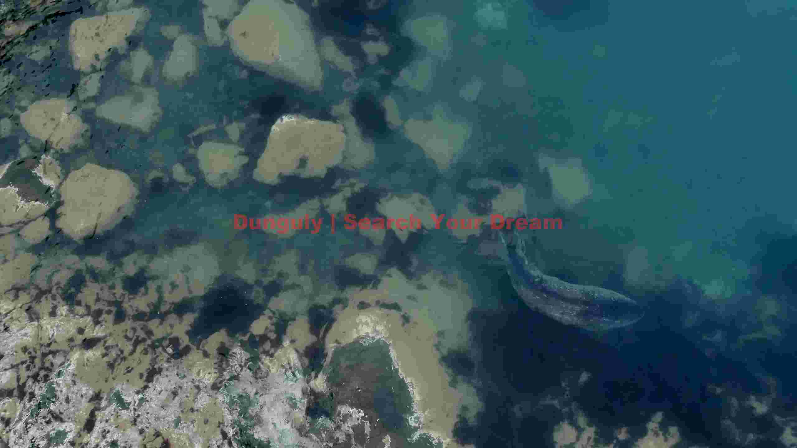 whale swimming in clear coastal shallows whale swimming in clear coastal shallows