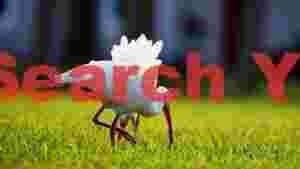 white ibis foraging in vibrant green grass
