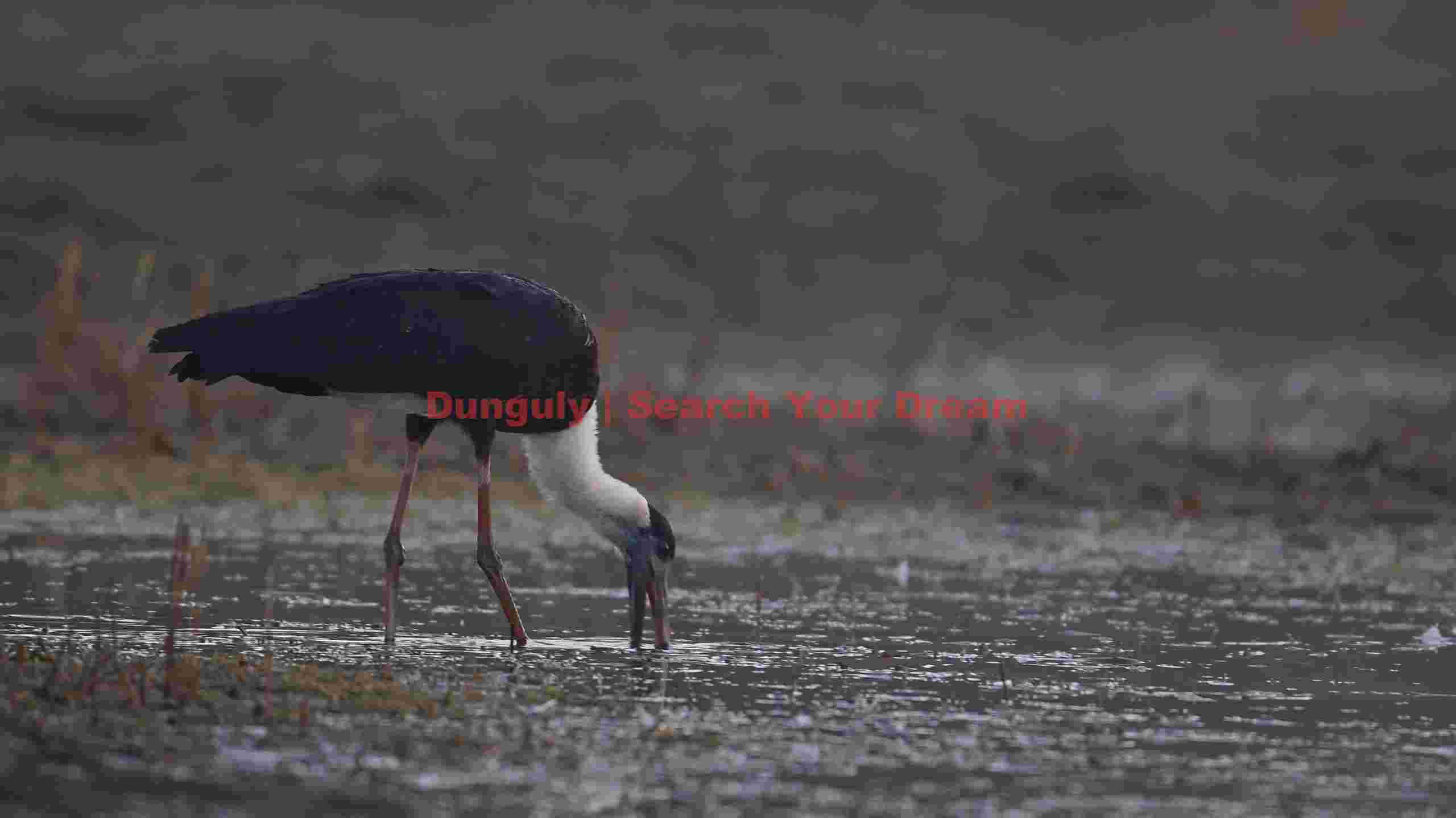 white necked stork foraging white necked stork foraging