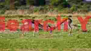 wild gazelles sparring encounter