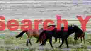 wild mustangs roaming the vast open plains