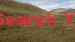wild red deer herd galloping in scottish highlands